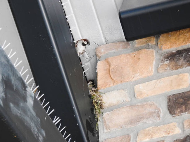 Install bird spikes on eaves Install bird spikes on eaves