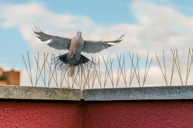 istockphoto-1475900552-612x612 istockphoto-1475900552-612x612