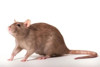 Ki jan yo anpeche rat Top Konsèy